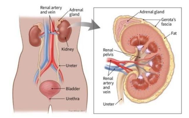 Kidney Cancer